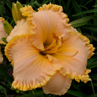 browns ferry peaches 'n cream
